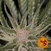 Bad Azz Kush - Barney's Farm